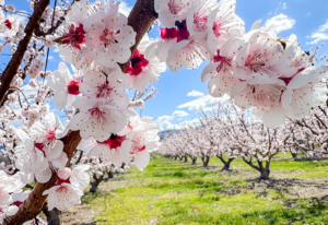 In memoriam: Michigan peach industry, farm market pioneer Paul Friday dies