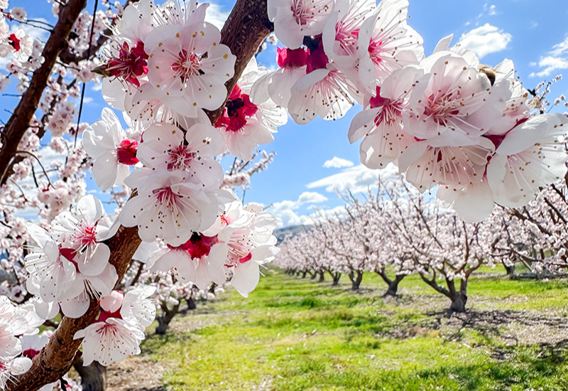 Tenerelli Orchards exits wholesale, focuses on farmers markets, u-pick