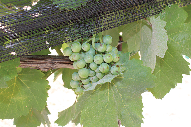 Deterring wildlife: Texas vineyard controls fruit loss