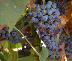 Texas A&M AgriLife to conduct grape crush report