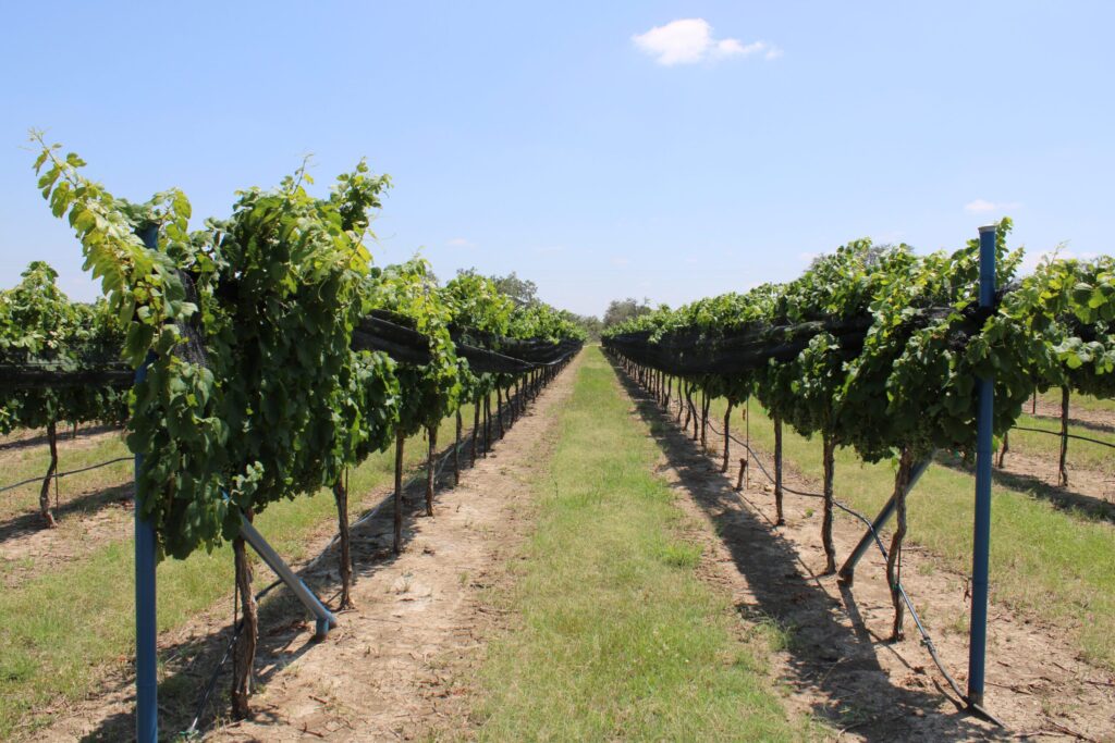 Wine school authorities surveying viticulture industry