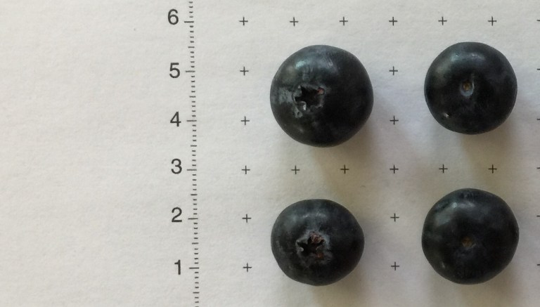 New blueberry variety honors benefactor and Florida alumnus Alto Straughn
