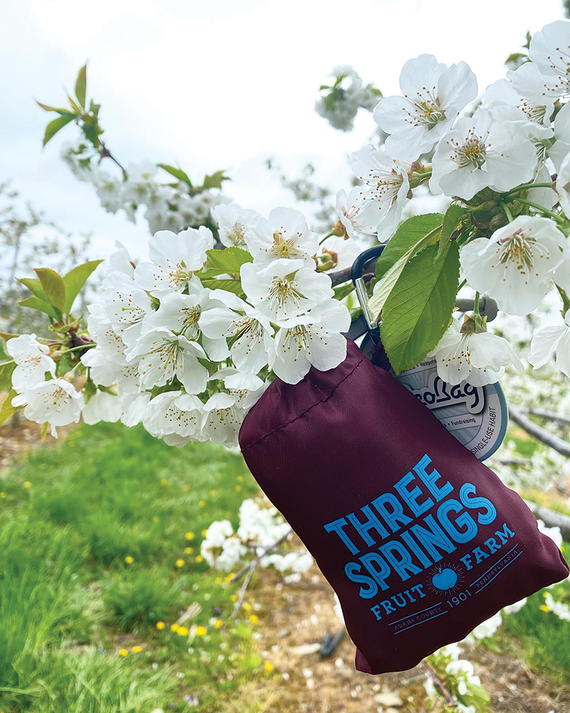 Three Springs Fruit Farm bag hanging from a flowering peach tree.
