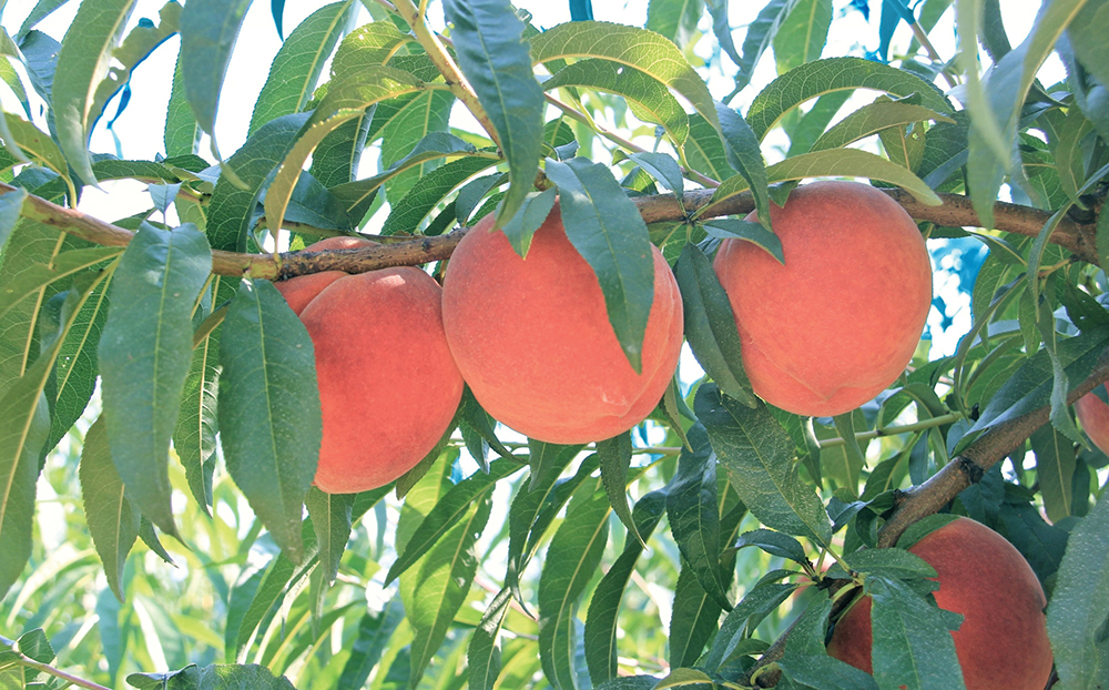Peaches on a tree in the orchard at Titan Farms. Photo courtesy of Titan Farms.
