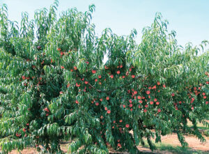 EPA expands fruit, orchard label for Entrapment insecticide