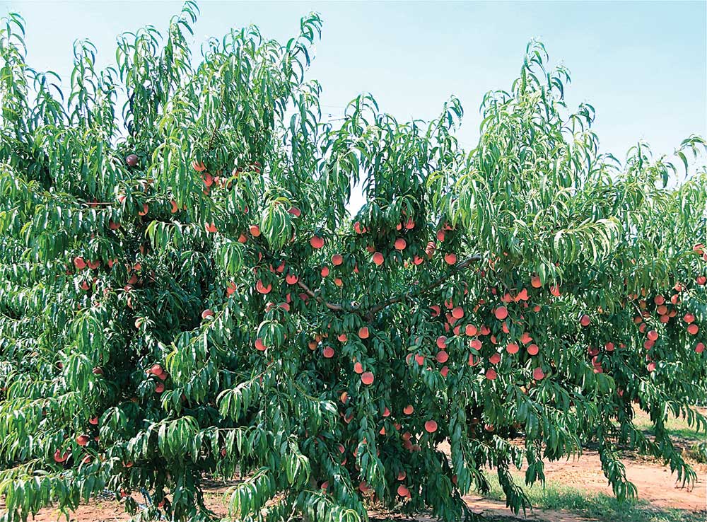 EPA expands fruit, orchard label for Entrapment insecticide