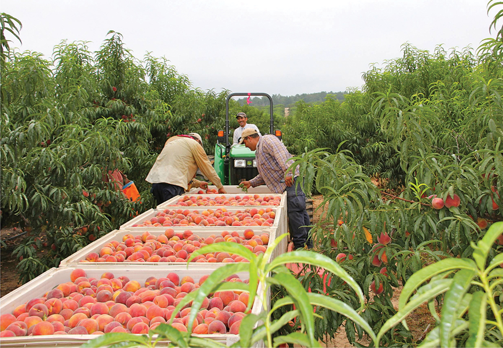 Photo courtesy of Titan Farms.
