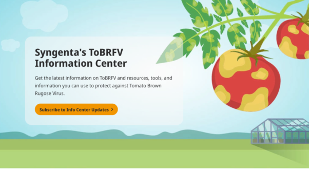 Website aids growers on tomato virus