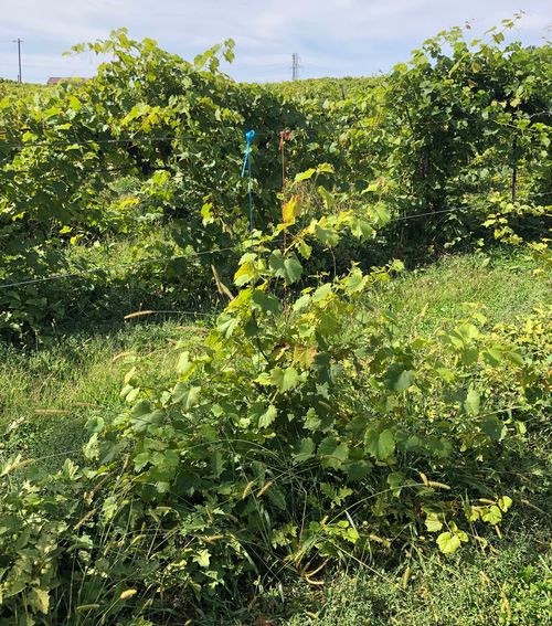 Detect and avoid nematode problems in your fruit planting