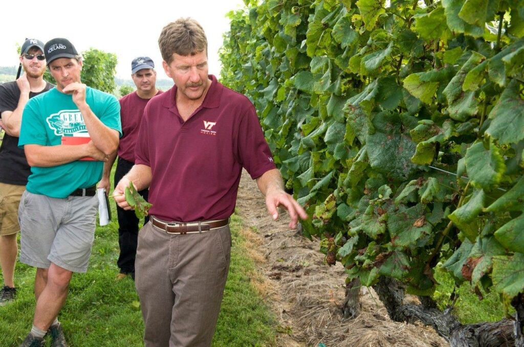 Cheers to Tony Wolf: Virginia Tech wine grape expert retires