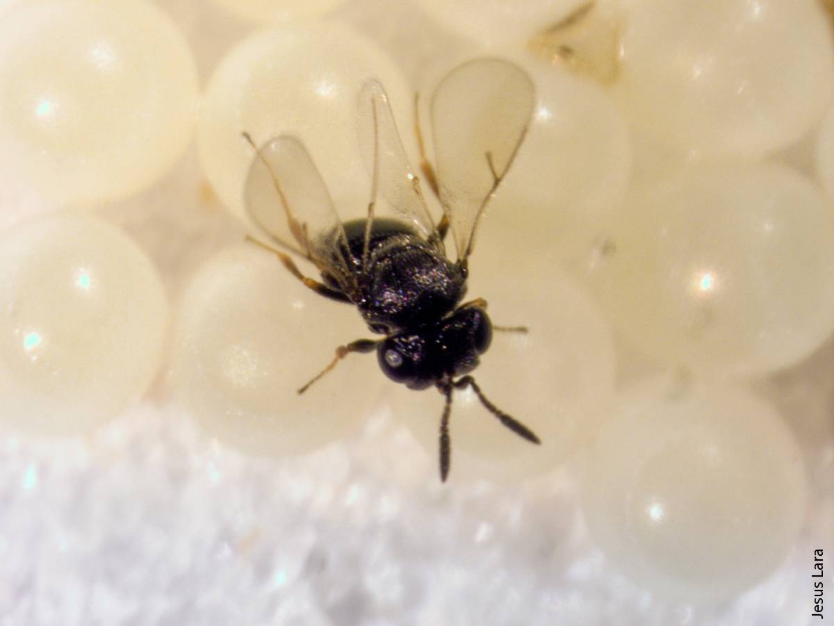 A Trissolcus japonicus female readily parasitizes eggs of BMSB. Photo: Ricky Lara