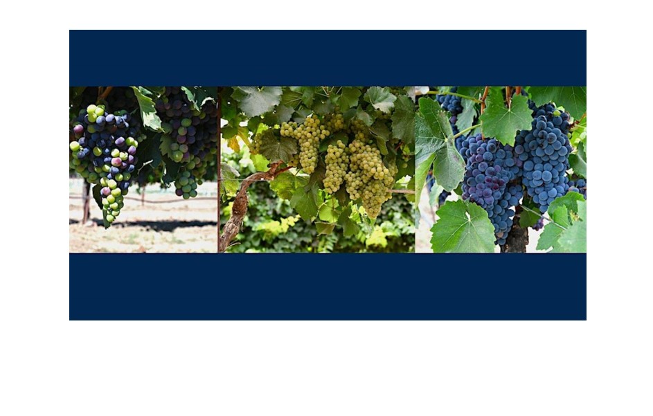 UCDavis hosts Grape Day at the Oakville Station