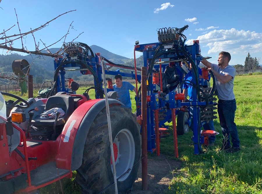 Winegrape vineyards can be converted for machine pruning without replanting