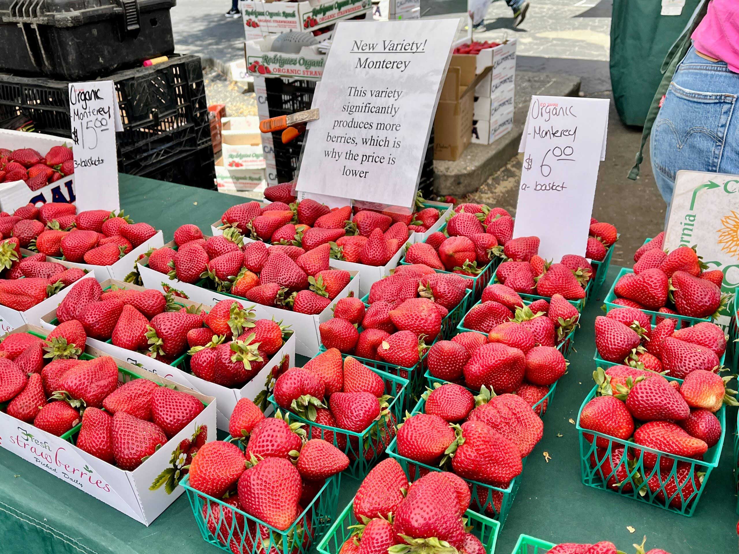 About 13% of all strawberries produced on the Central Coast are organically grown. UC-bred Monterey variety strawberries shown.