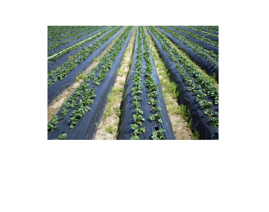 UC study estimates costs for growing coastal organic strawberries