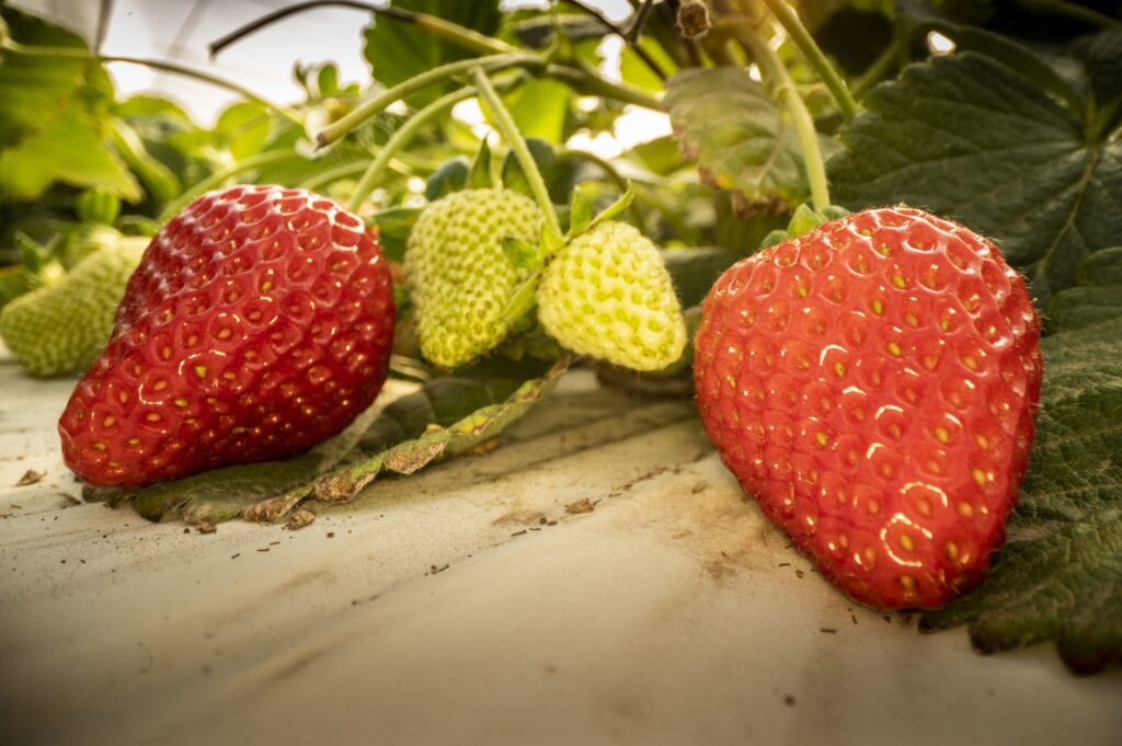 UC Davis releases 2 new strawberry varieties