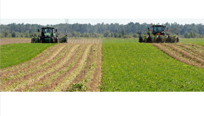 UF studies crop fertilization rates