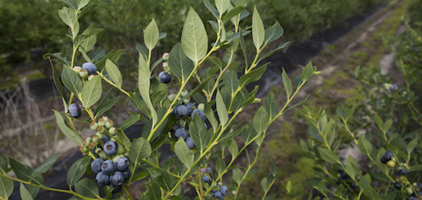 UF/IFAS reserachers aims to boost production of blueberries, conserve water