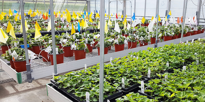 Genomic information being used to develop New England organic strawberries