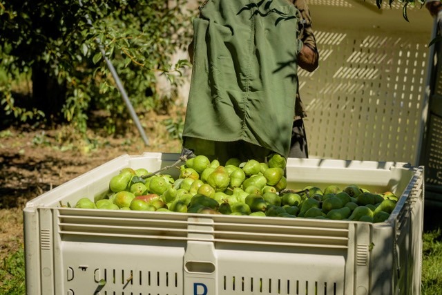 worker dumping pears into harvest bin