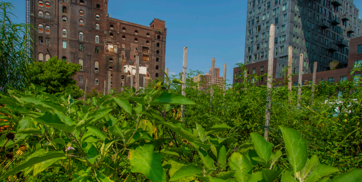 USDA grants support urban specialty crops