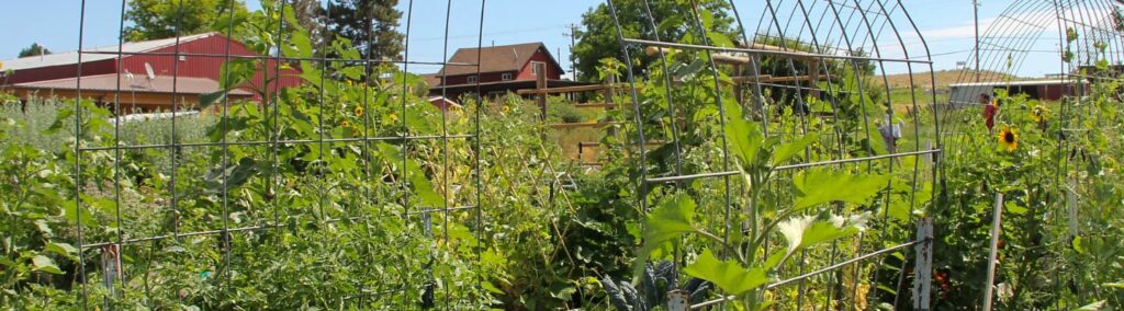 Organic certification draws grower interest as margins tighten, import pressure mounts