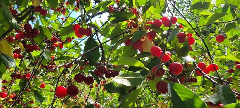 Utah tart cherry tour highlights domestic production