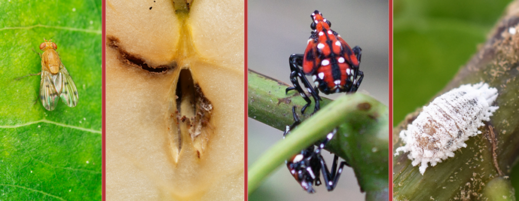 What pests are impacting you the most?
