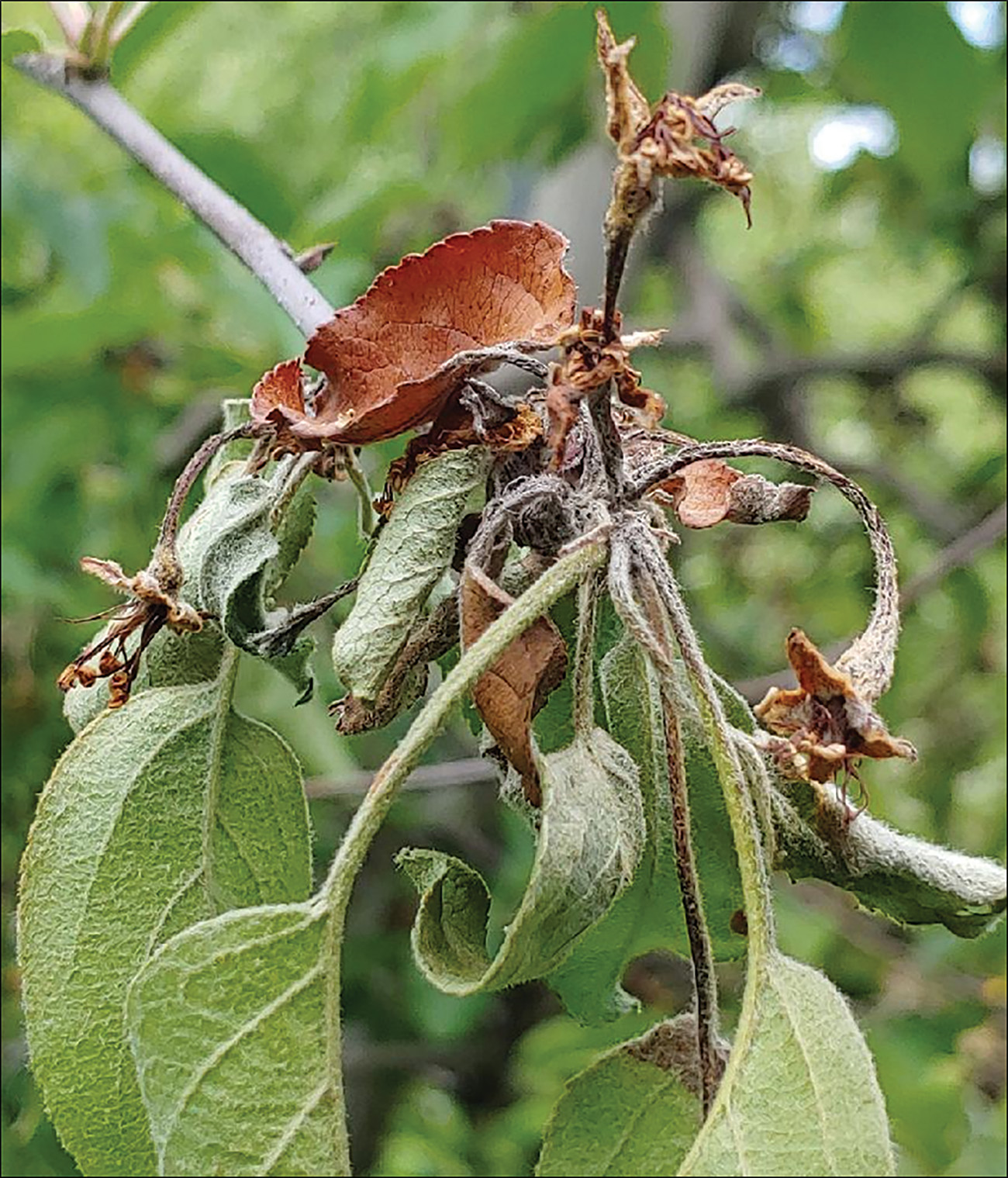 Fire blight damage