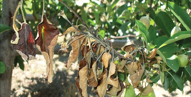 Coast-to-coast research battles fire blight in apples, pears