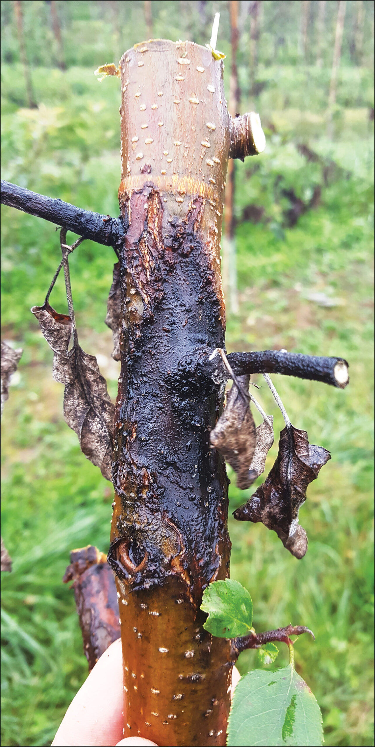fire blight research