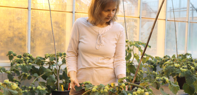 Bioscience beckons, offers new traits for growers, consumers