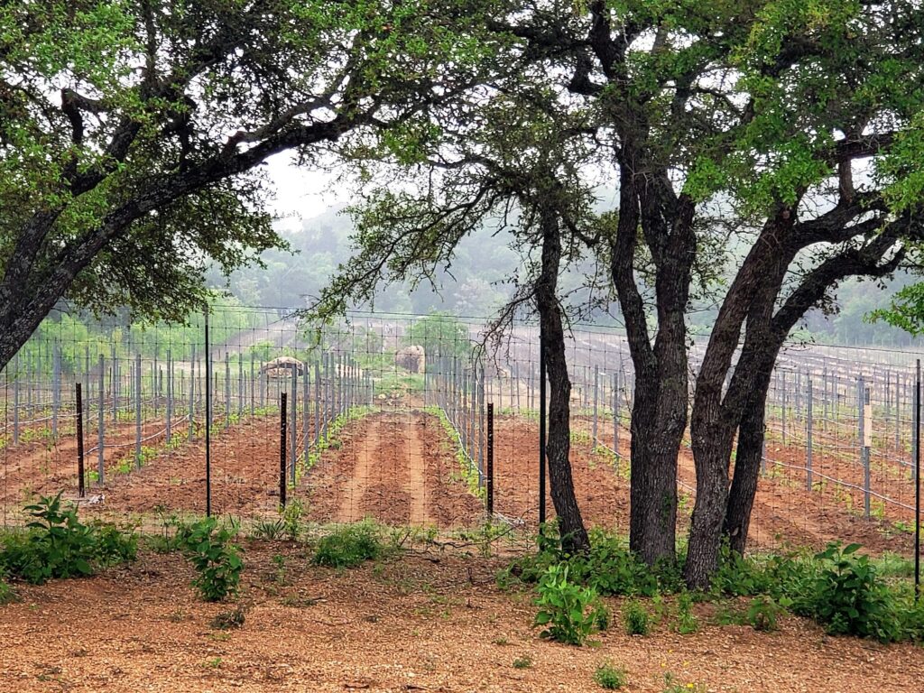 Pierce’s disease-resistant vines planted at Texas winery