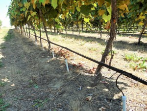 Taking the guesswork out of irrigating winegrapes