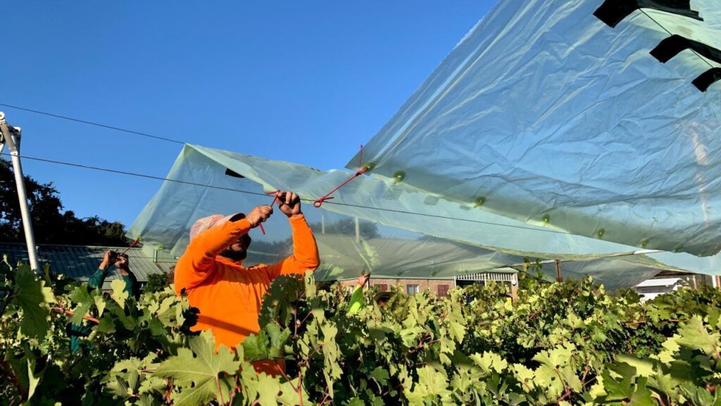 Increasing temps led to better-tasting winegrapes – for now