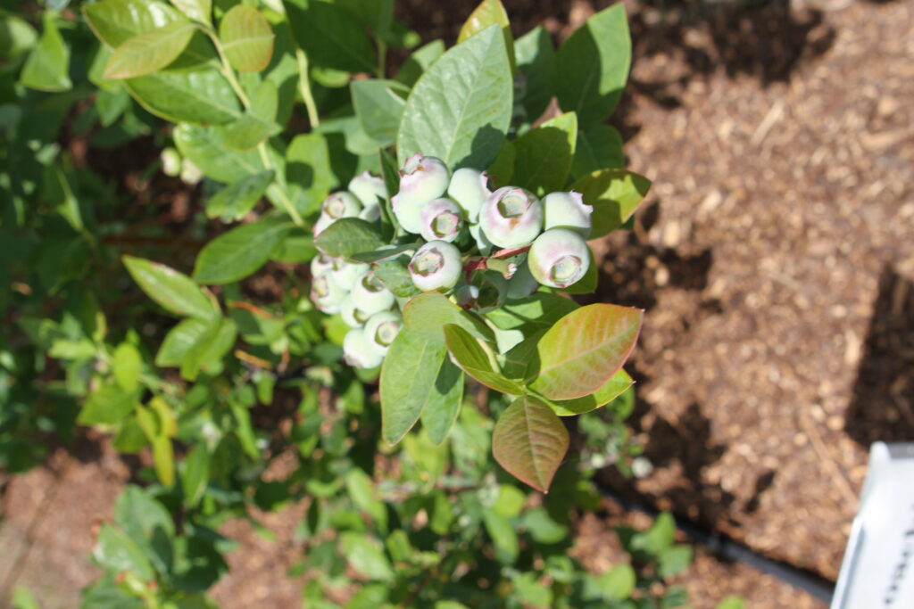 Virginia Is deemed ‘ripe’ for berry growing
