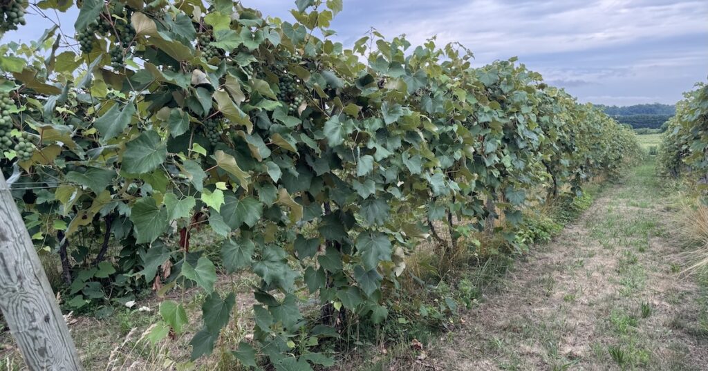 Michigan researchers flag rising grape risks