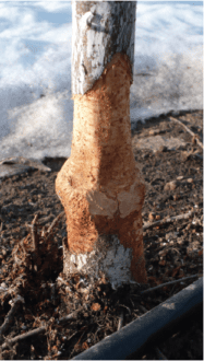 The bottom of a tree showing significant vole damage