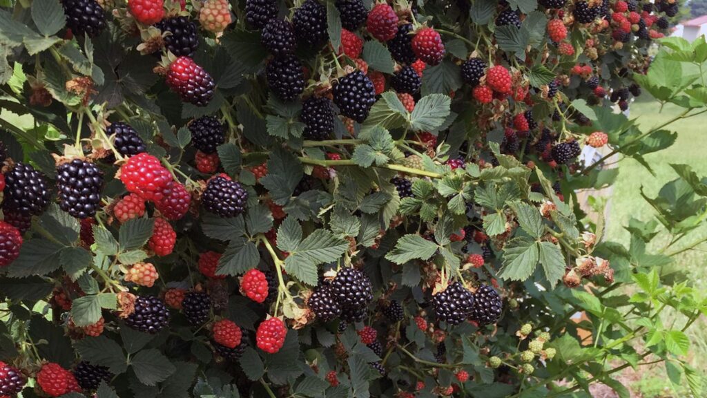A fruitful family legacy in North Carolina