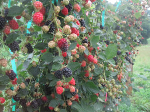 Blackberry genetics breakthrough identifies primocane-fruiting region