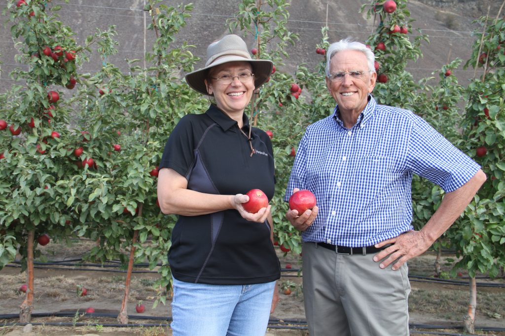 Orchard tours share WA 38 (Cosmic Crisp) knowledge with growers