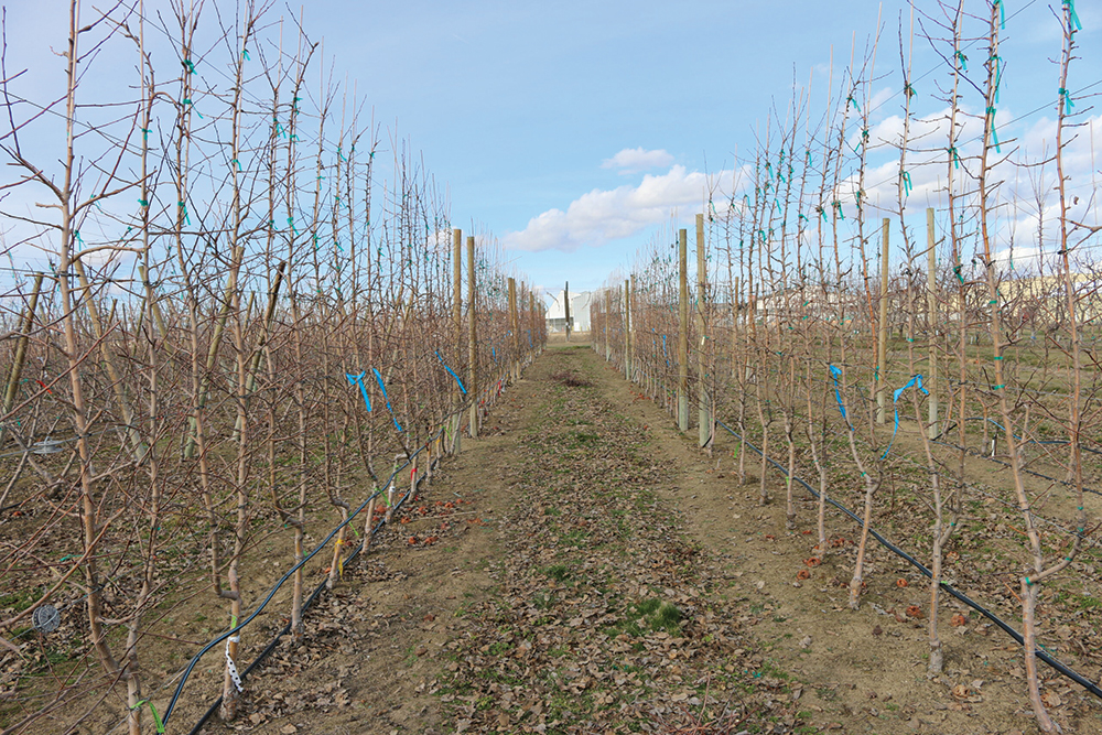 Expert insights on pear orchard practices for healthy winter pruning