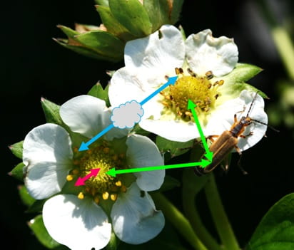 Figure 1. Modes of pollination in strawberry flowers include self-pollination (pink), wind (blue), and insects (green)