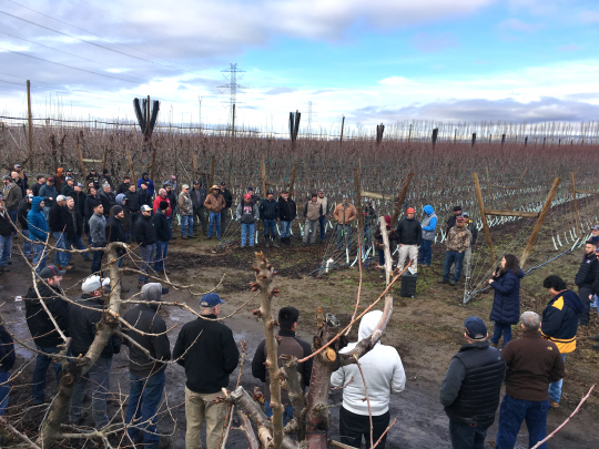 WSU Cherry Institute orchard systems tour identifies techniques