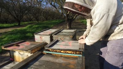 WSU to use new refrigerators in study to help save honeybees
