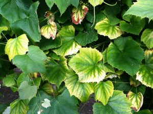 Chlorosis is a serious problem that affects many Concord vineyards