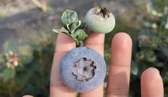 Beeflow pollination program produces over 50% larger blueberries