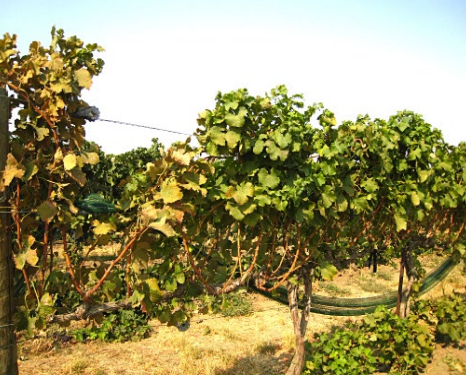 Pacific Spider Mite present in Washington vineyards