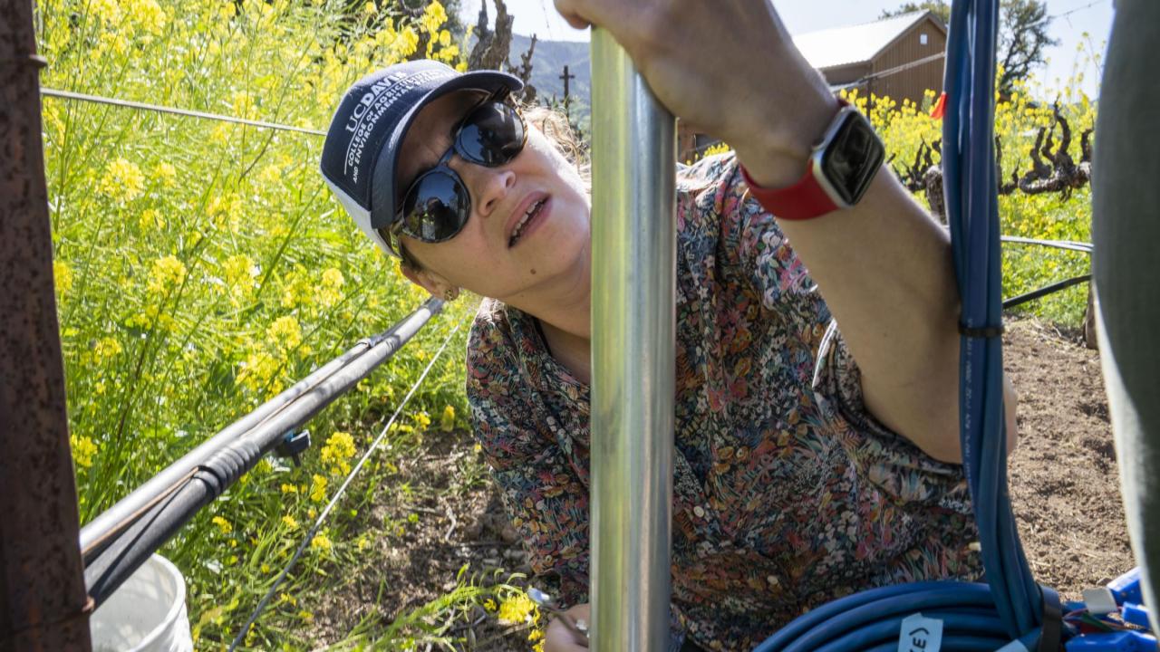 Beth Forrestel, an assistant professor in the Department of Viticulture and Enology, installs a digital monitor at a vineyard that belongs to Winiarski