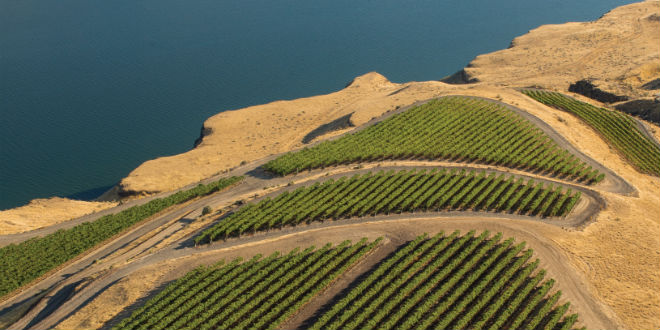 Washington State Wine bets big on research